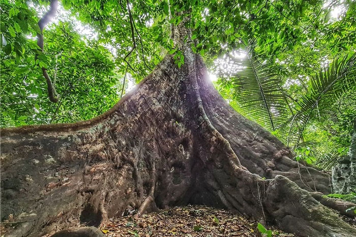 The ancient Tree 